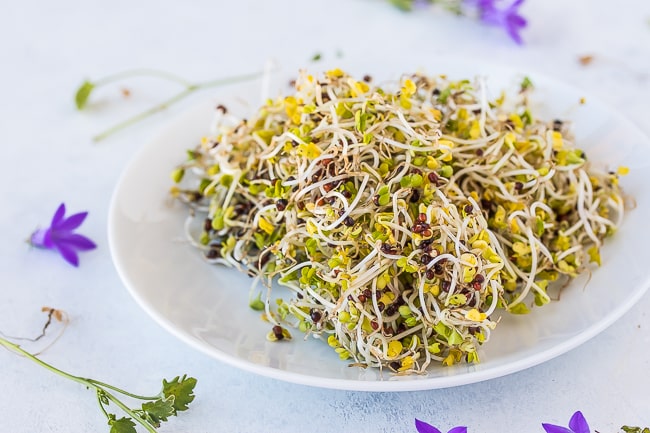 Sprouts - High Vibration Foods Raise Your Vibes with Diet Quickly