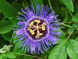 Passionflower(Passiflora incarnata) - Best Herbs for Empaths
