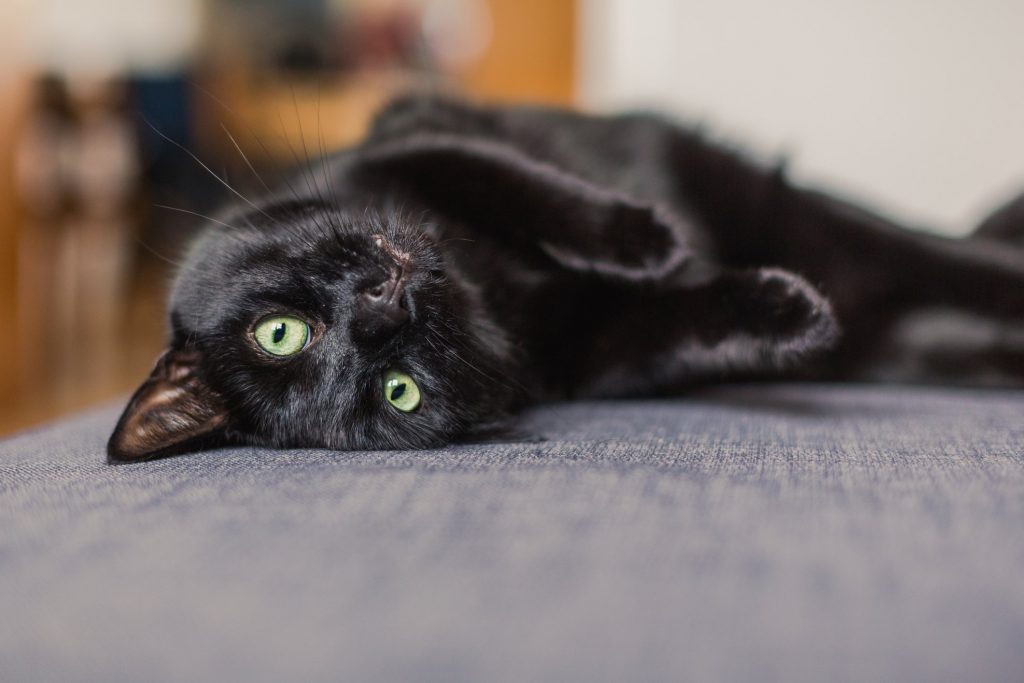 Dreaming of Black Kittens