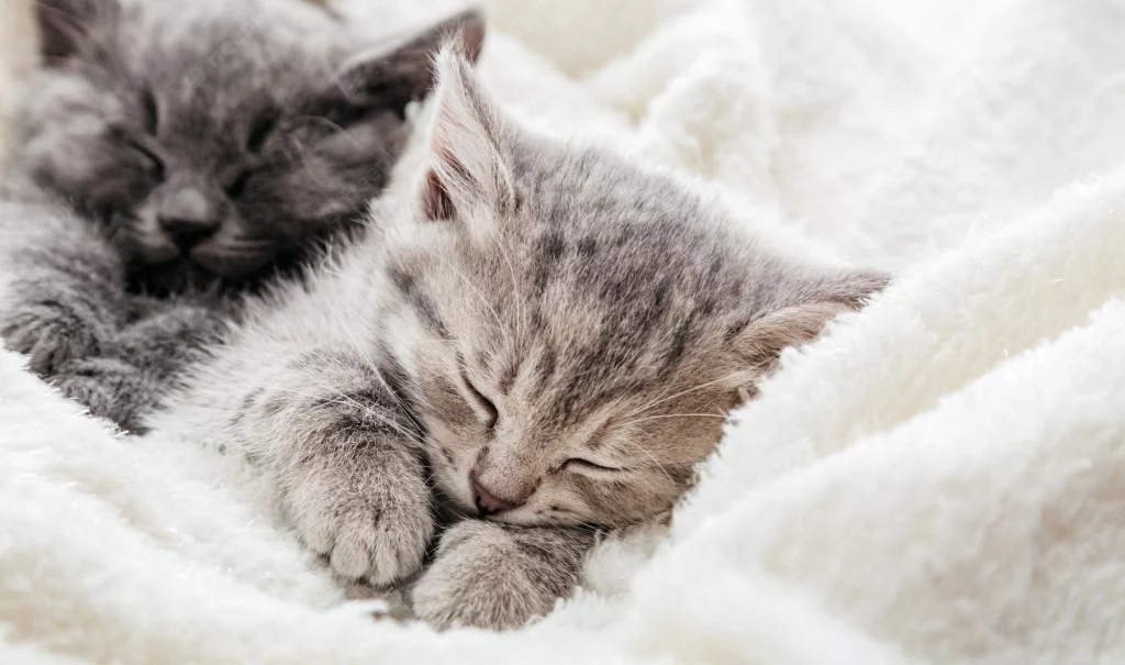 What Does It Mean to Dream About Kittens