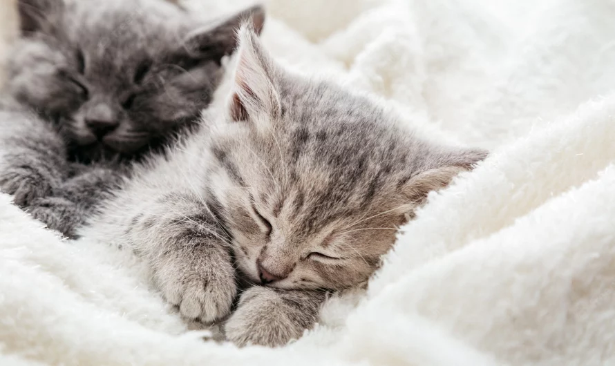 What Does It Mean to Dream About Kittens?