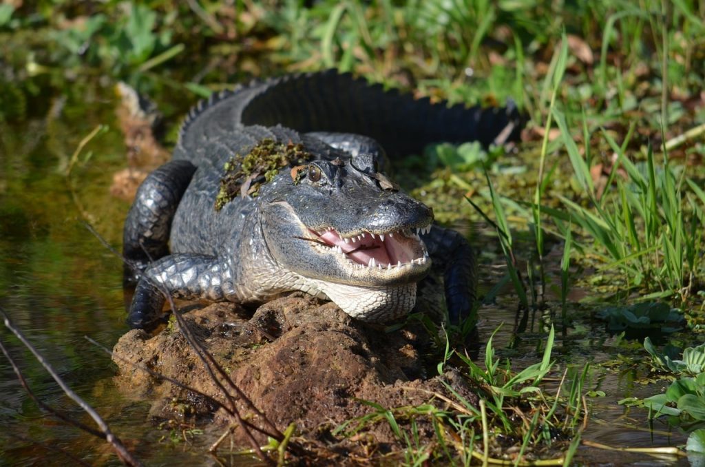 An alligator moving outside of water with its mouth open.