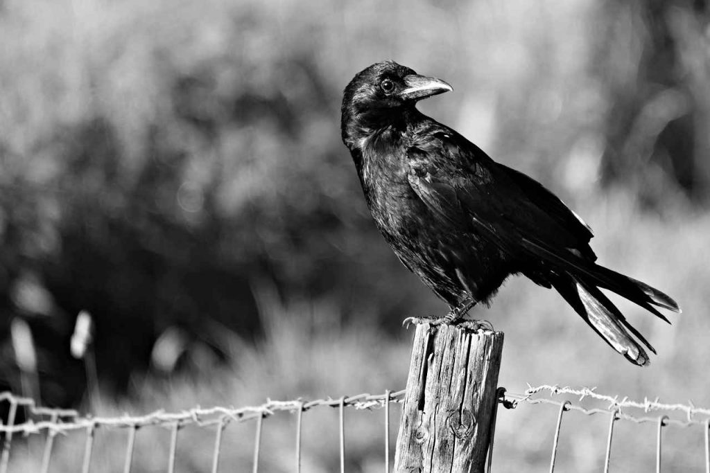 What Do Crows Symbolize in the Bible