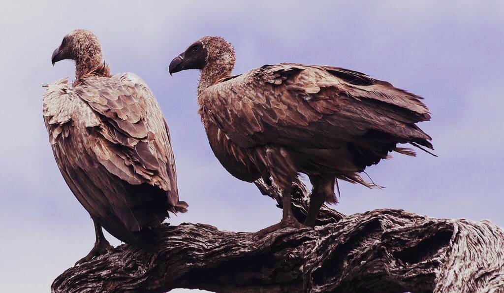 Bible verses referencing vultures