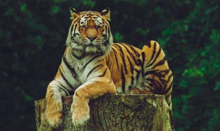 Biblical Meaning of Tiger in Dreams