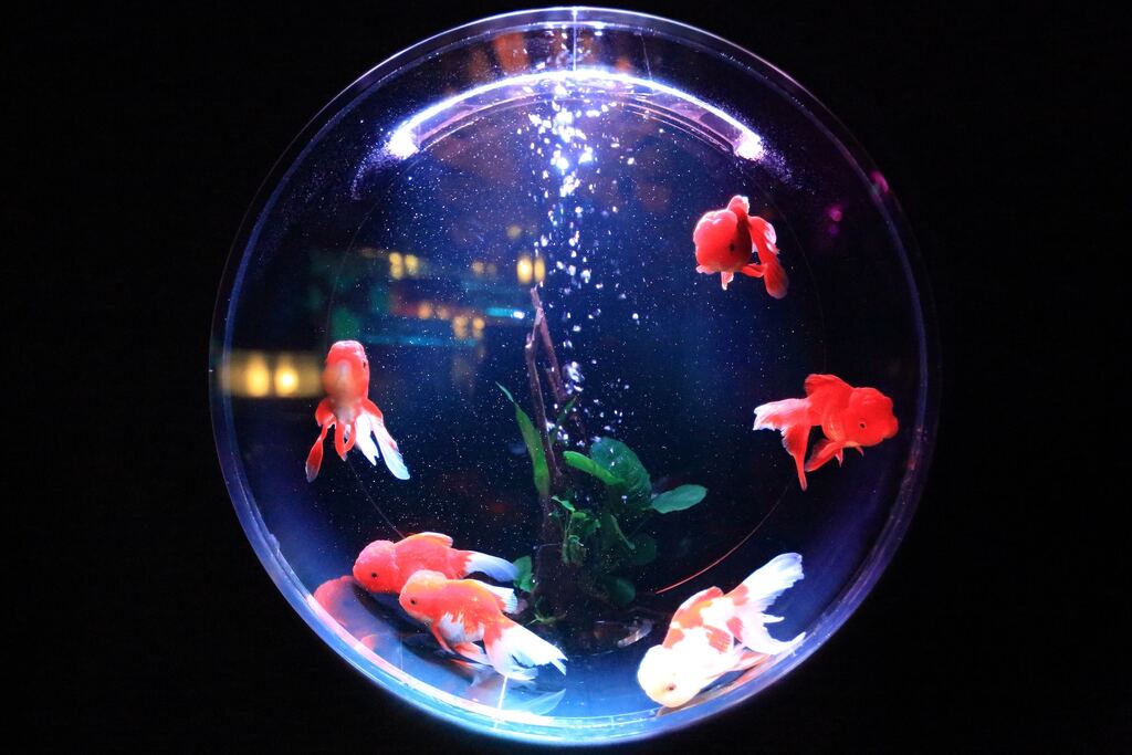 Biblical dream interpretation of seeing fish in an aquarium