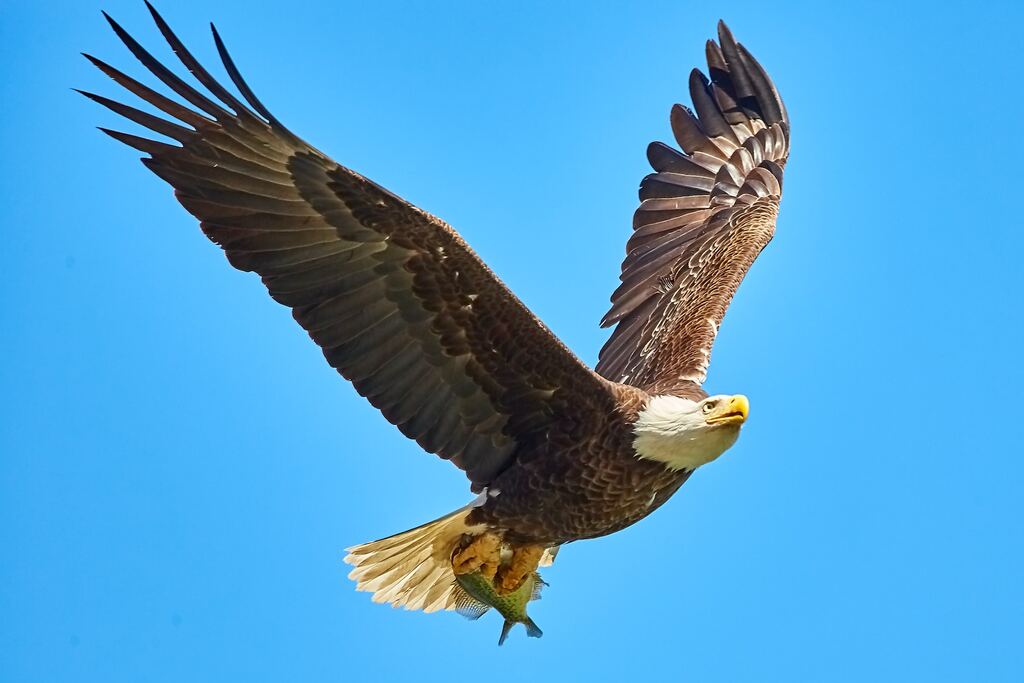 Biblical meaning of seein an eagle catch prey in a dream