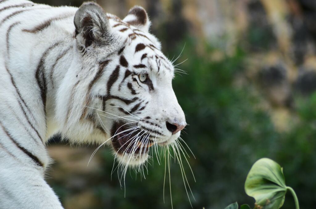Biblical meaning of seeing a white tiger in a dream