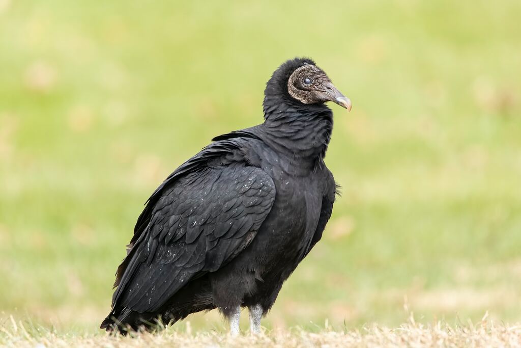 Dream interpretation of a black vulture
