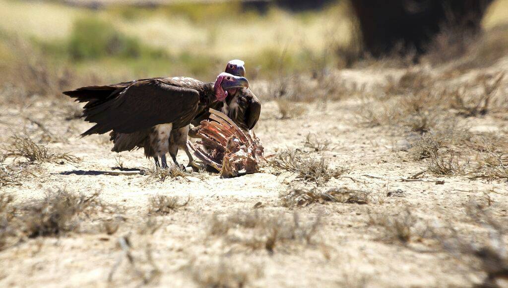 Dream interpretation of a vulture eating a carcass