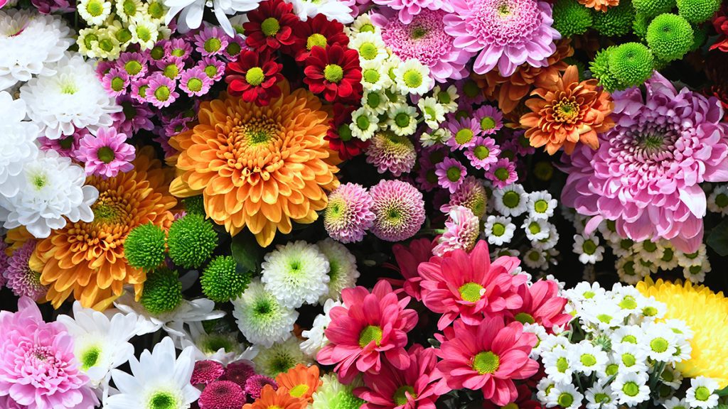 Meaning-of-Different-Types-of-Flowers
