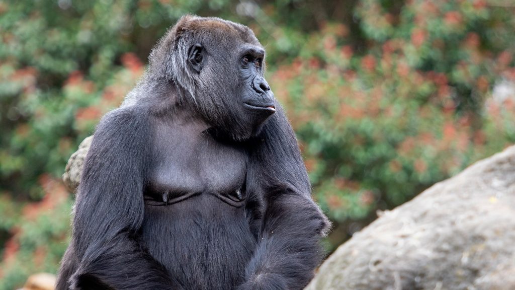 Spiritual Meaning of a Gorilla