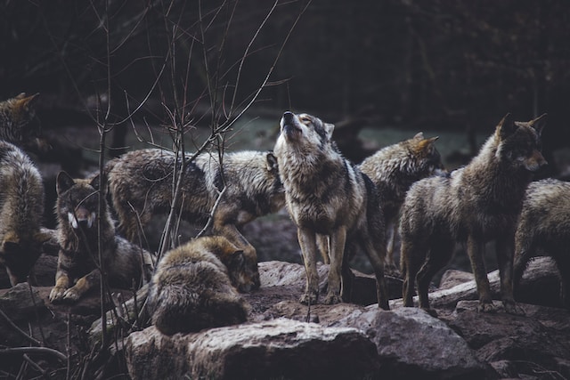 Bible verses referencing wolves