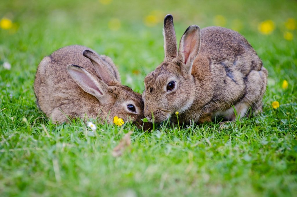 Biblical Meaning of Rabbits in Dreams