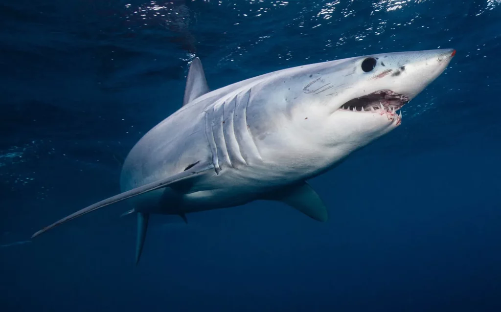 Biblical Meaning of Shark in Dreams