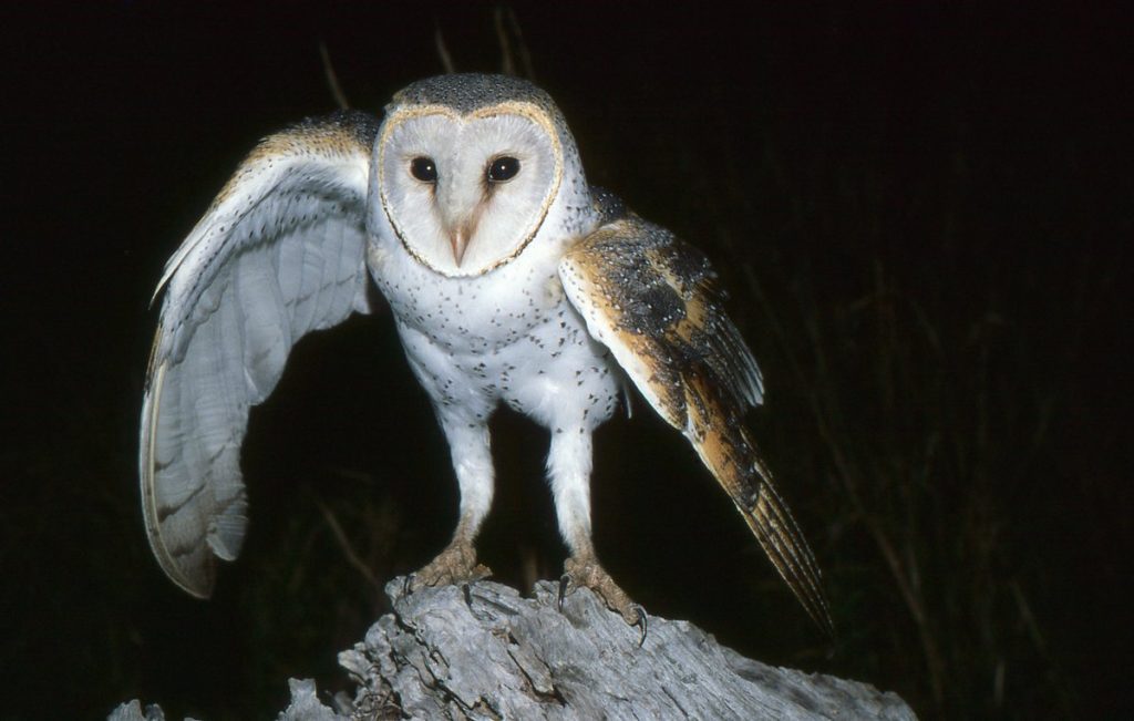 Biblical Mentions of Owls