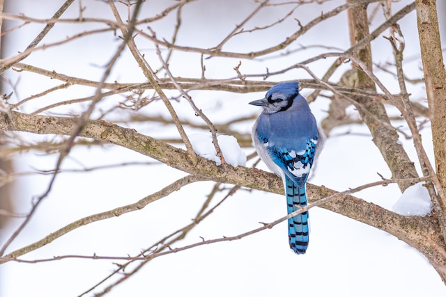 Biblical meaning of blue jays