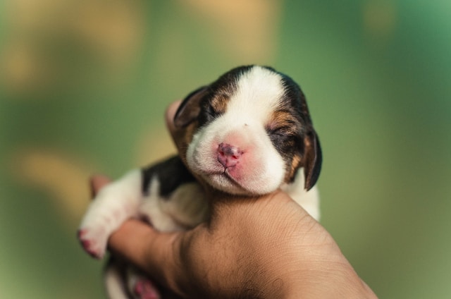 Biblical meaning of dreams about newborn puppies