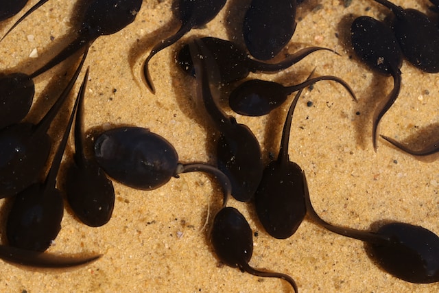 Biblical meaning of dreams of tadpoles