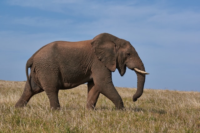 Elephant dream - Biblical meaning