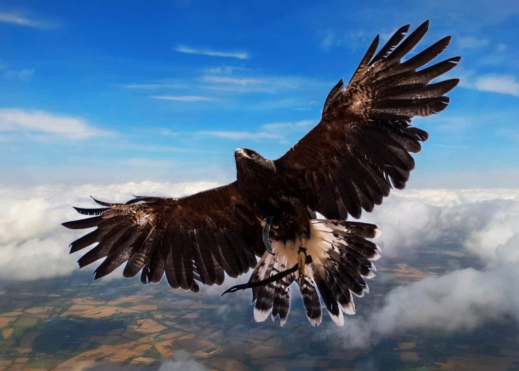 Hawks as Spirit Animals