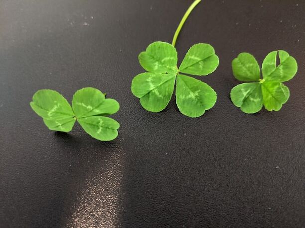 Is the Four-Leaf Clover a Good Omen