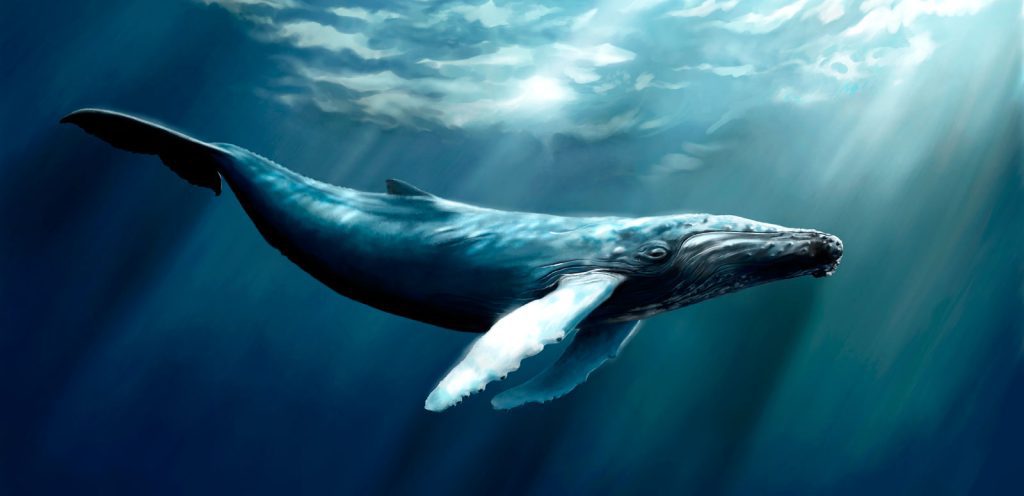 Meaning of a Whale in a Dream