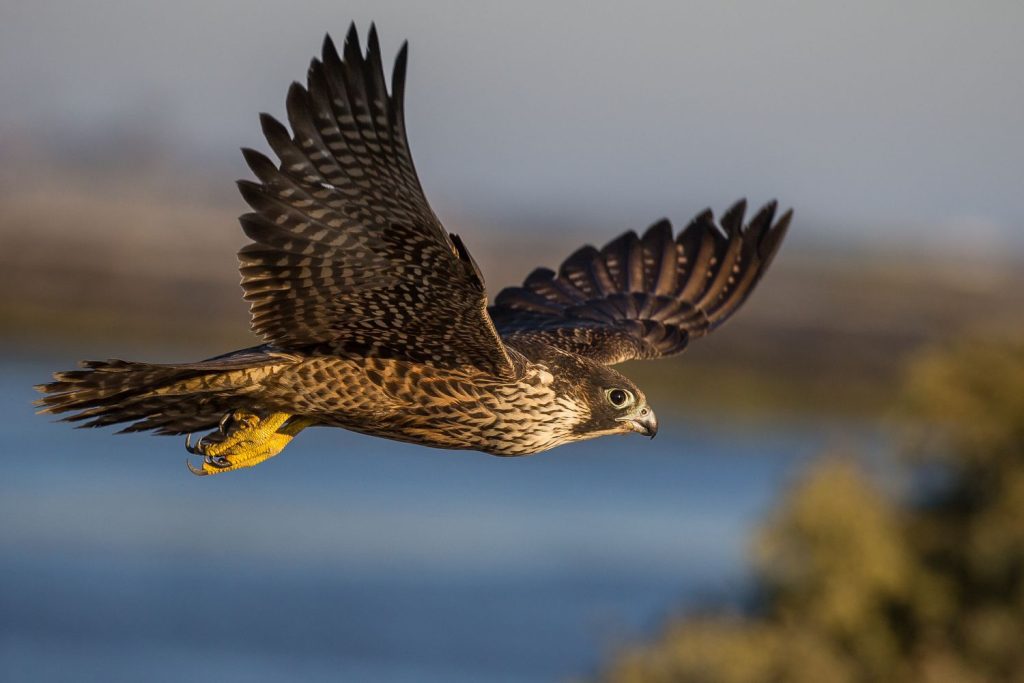Other Biblical Meanings of Seeing a Falcon
