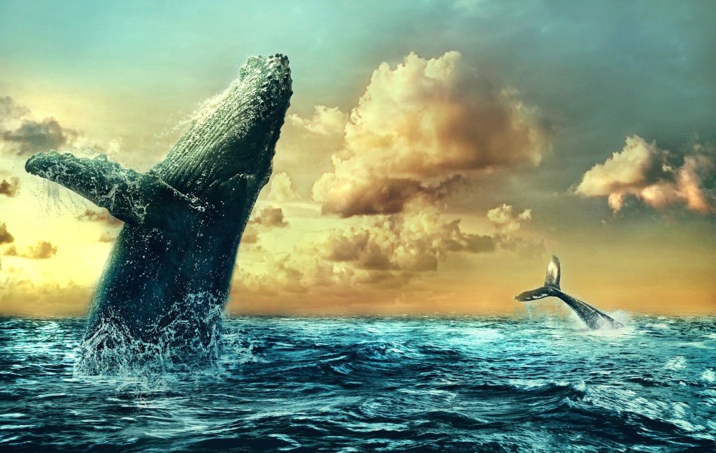 Specific Details in Dreams About Whales