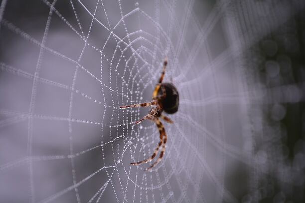 Spiders in Dreams Biblical Meaning