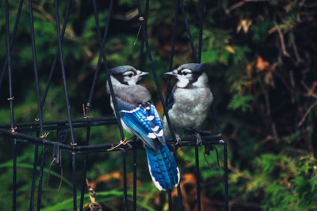 Spiritual Meaning and Symbolism of Blue Jay