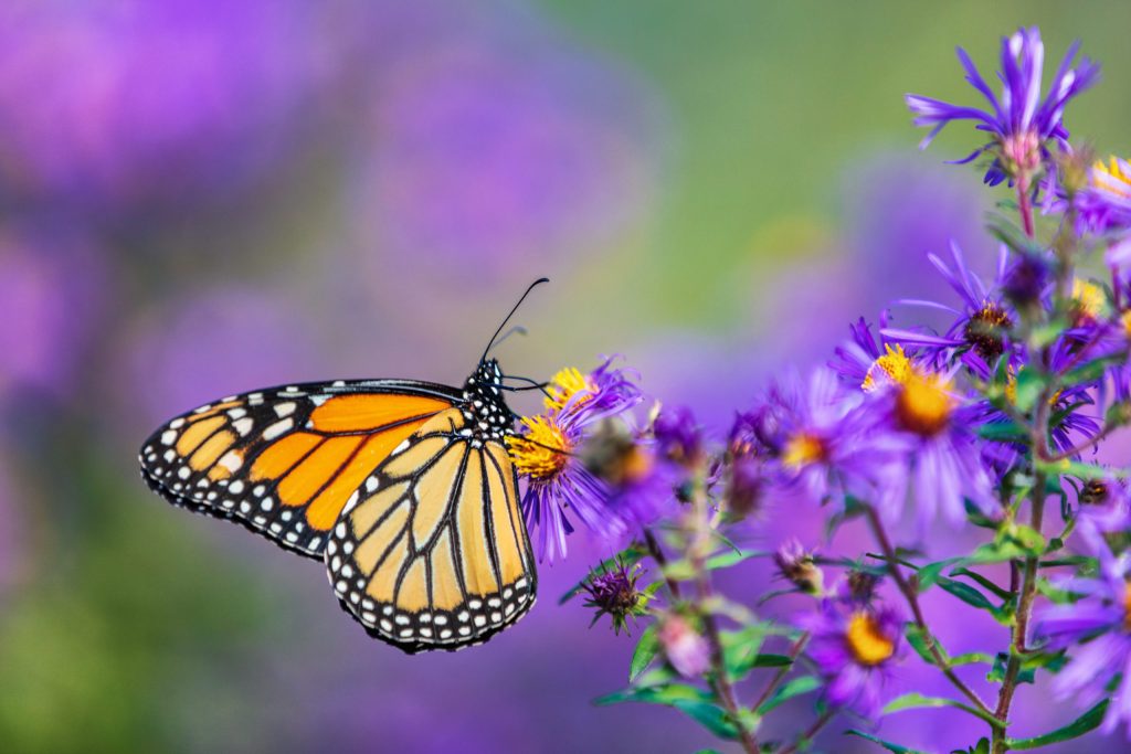 Spiritual Meaning of Butterflies in Dreams
