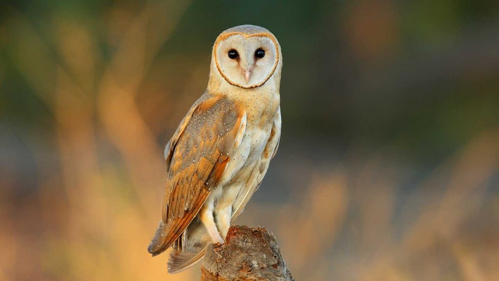 Spiritual Meaning of Owls in Dreams