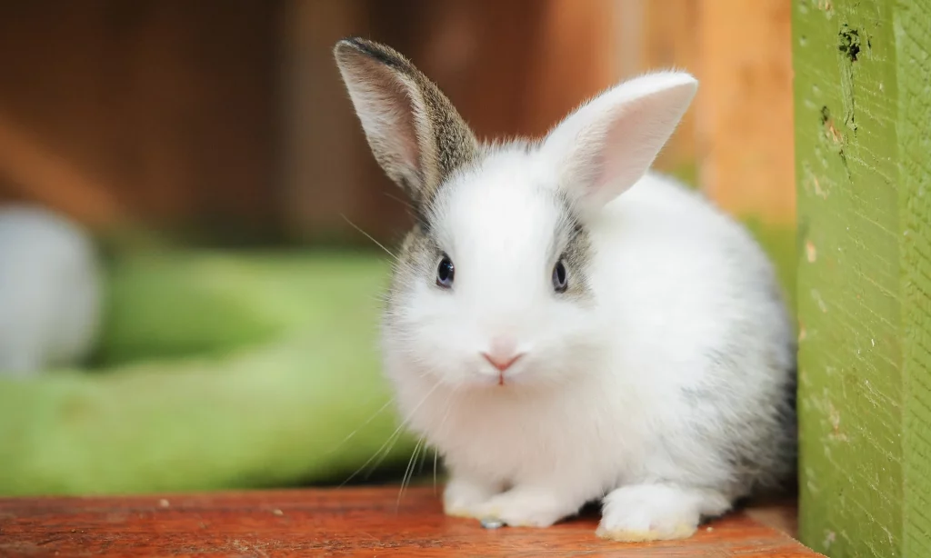 Spiritual Meaning of Rabbits