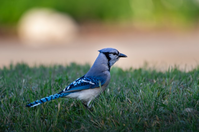 The spiritual meaning of blue jay