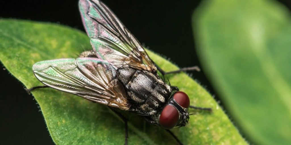 What does the Bible say about flies in your house
