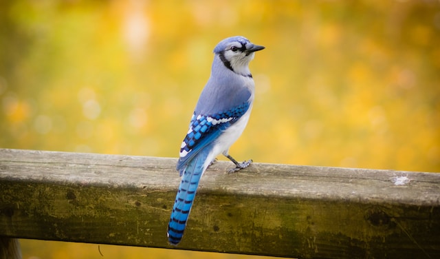 What does the Bible say about the meaning of blue jay