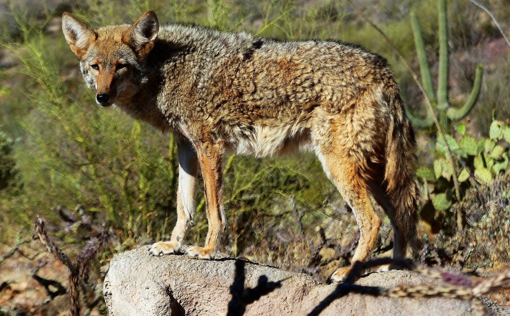 Biblical Meaning of Seeing a Coyote