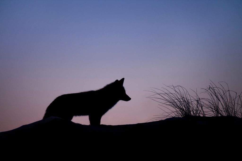 Spiritual Symbolism of Seeing a Coyote