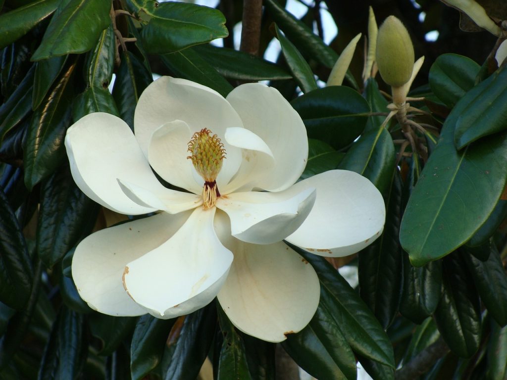 White Magnolia Flower Biblical Meaning