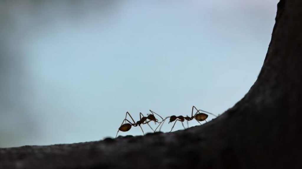 Spiritual Meaning of Ants in Dreams